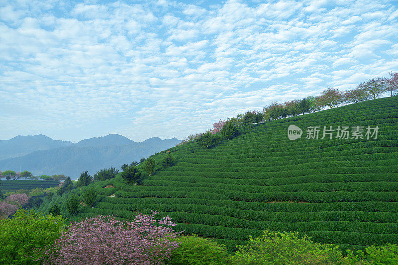 美丽的樱花有机茶园