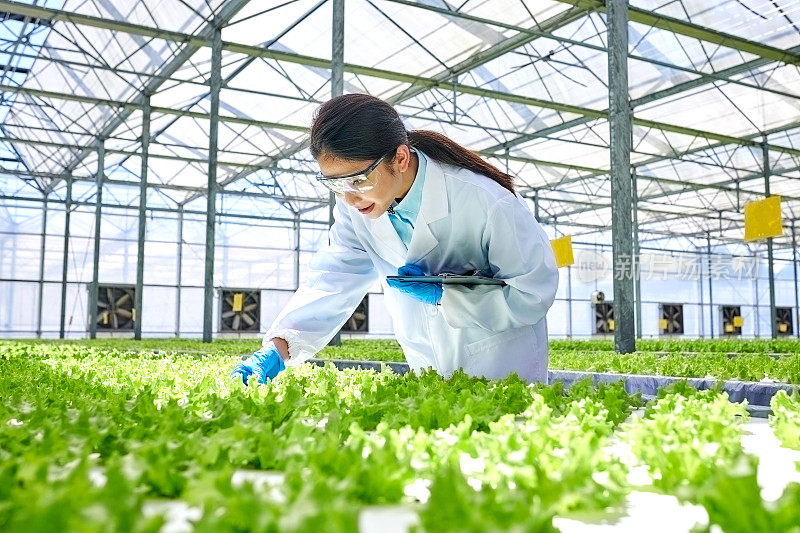 一位女性研究人员在智能温室检查植物