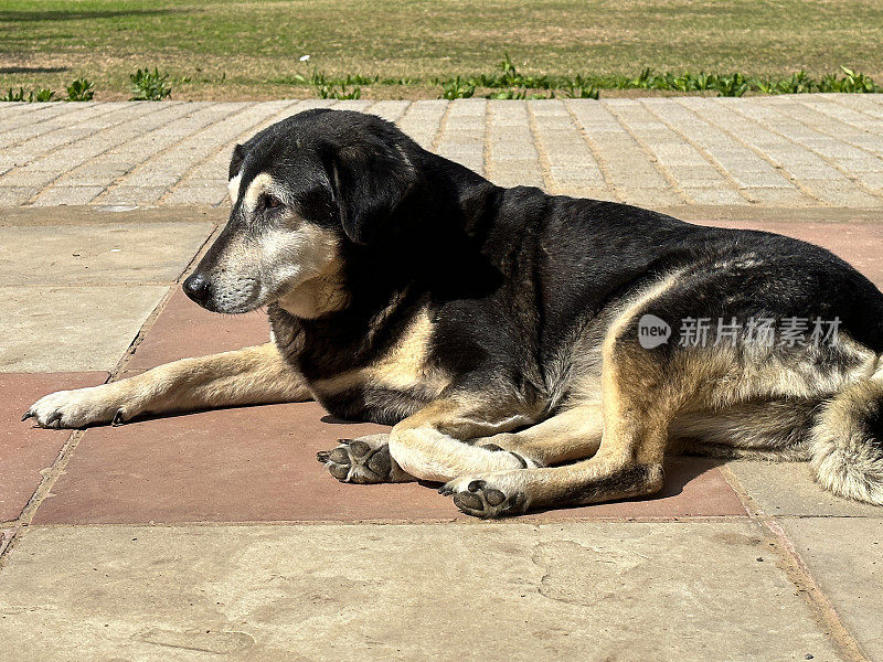 在印度的一个炎热的日子里，一只杂种狗在公园里的米色陶瓷露台上晒太阳，沐浴着来自地面的热量和人行道上的阳光，背景是草