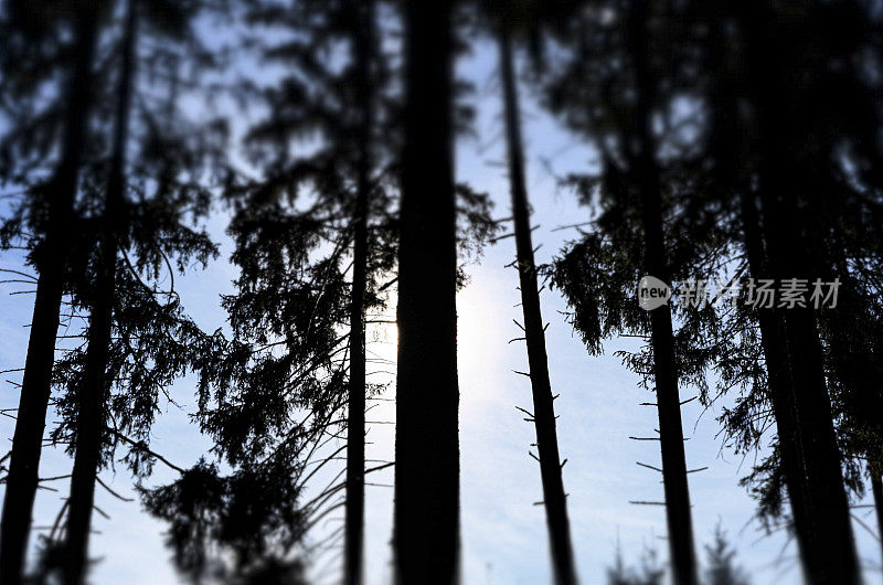在傍晚太阳的背光下，云杉林中的树干。