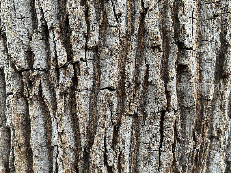 树干上的树皮，橡树，软木，森林中粗糙，凹凸不平的木材纹理，来自大自然的不规则图案，保护着植物的木孔