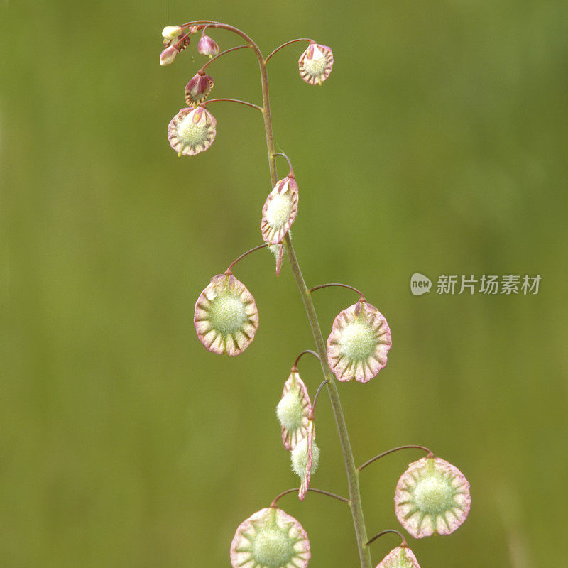 边缘足类，弯曲的蒂萨诺卡普斯，索诺玛，加利福尼亚州。十字花科。沙流苏荚或花边荚。