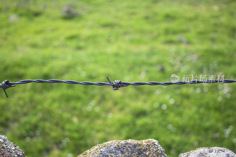 有倒刺的铁丝网栅栏在田野围栏与绿色背景在水平