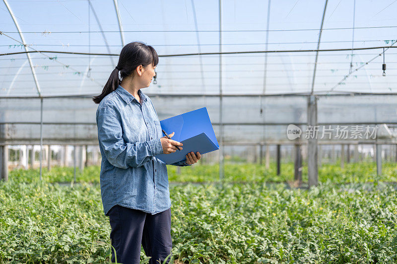 一位中国女农民在有机西瓜温室里工作