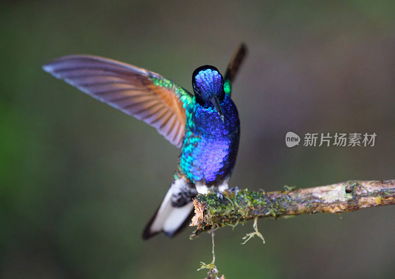 天鹅绒紫冠蜂鸟