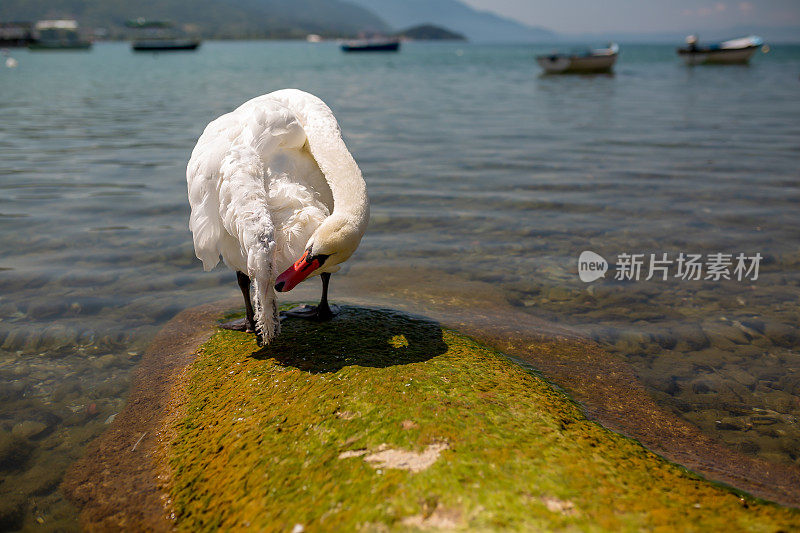 在夏日的阳光灿烂的日子里，白天鹅站在湖岸上清理着自己的羽毛