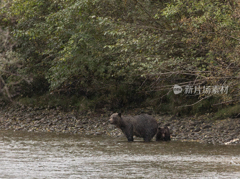 雨中狂野、警觉的灰熊和幼崽