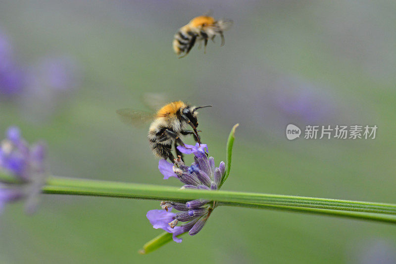 薰衣草上的野蜂。