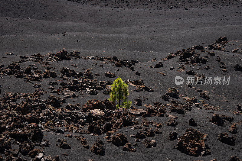 加那利群岛特内里费岛泰德国家公园的火山景观