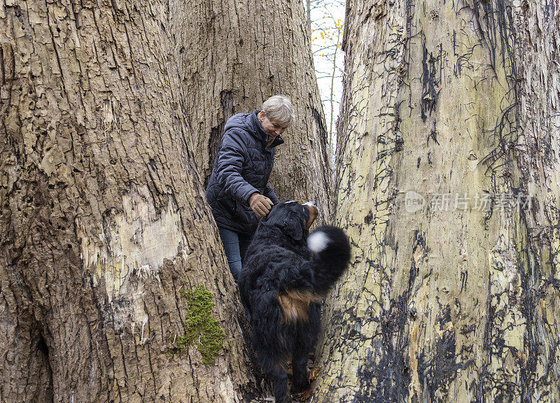 在秋天的公园里散步时，一个女人站在大树干之间，抚摸着她的家狗。