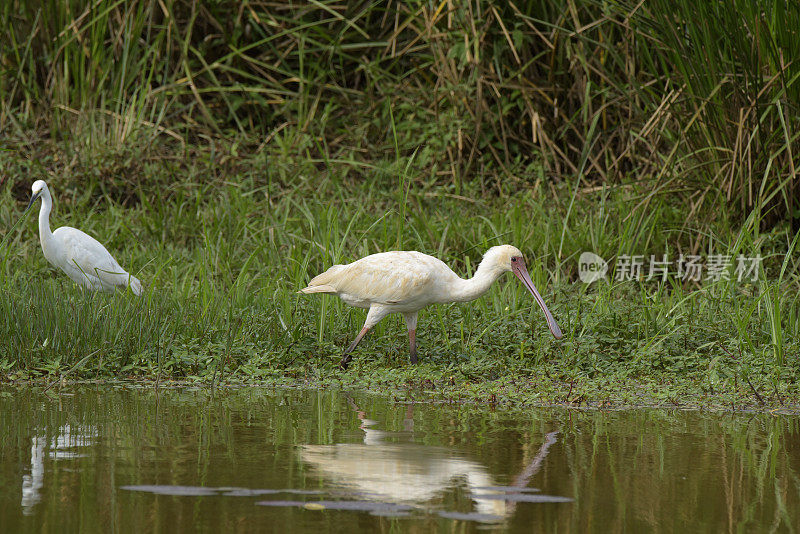 非洲篦鹭