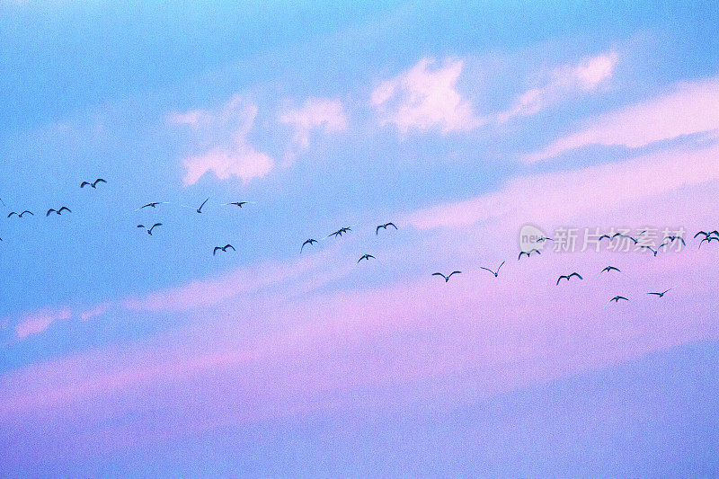 日落的天空中有一群泰国鹤鸟