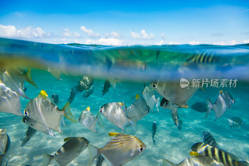 蓝天下清澈碧水中的黄黑条纹鱼群。拍摄于Hikkaduwa。