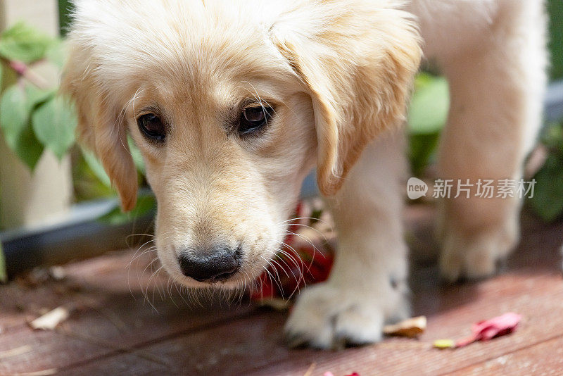 肖像七周大的金毛猎犬小狗户外，背景与复制空间