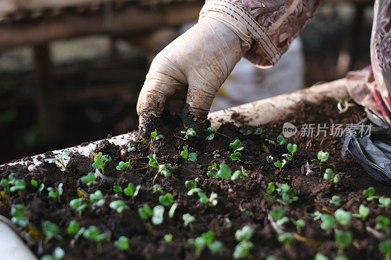 面目全非的农民正在种植豆瓣菜幼苗