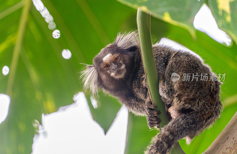 南美洲巴西里约热内卢蒂茹卡国家公园的野生白绒狨猴