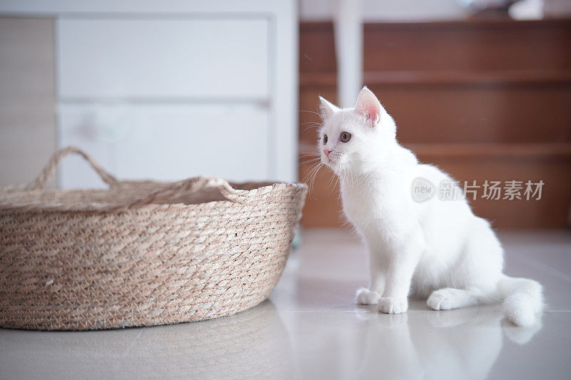 白色英国小猫的肖像坐着，看着竹篮，模糊的楼梯和家具背景。