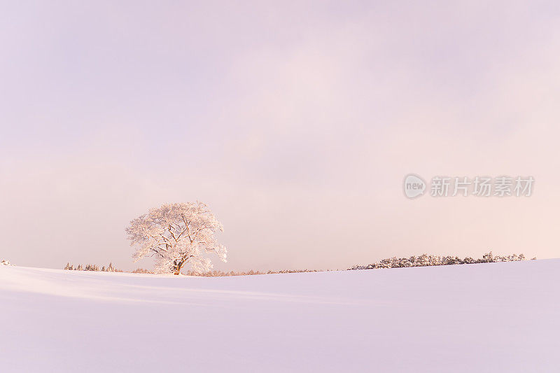 黎明的雪地上，一棵孤零零的樱花树