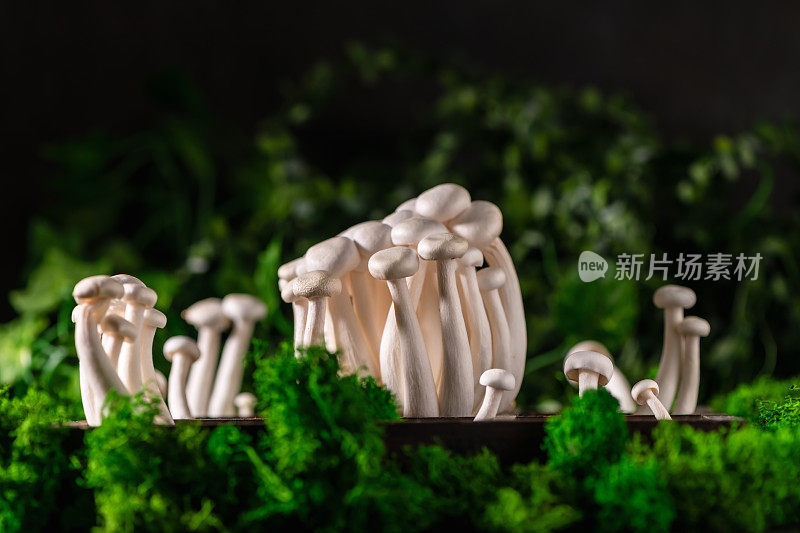 木质背景上的一堆食材蘑菇特写，选择性聚焦