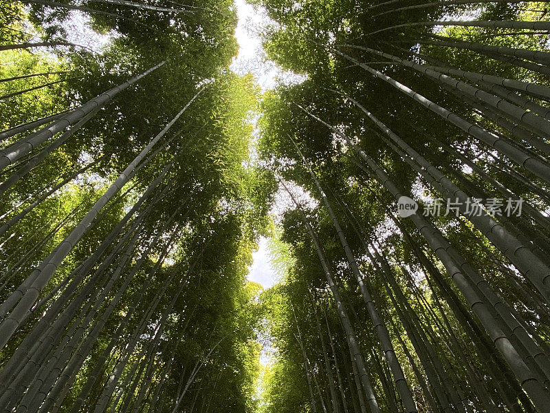 日本-京都-岚山竹林