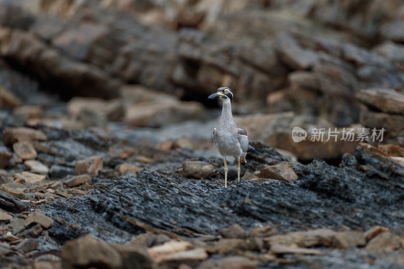 海滩Thick-knee