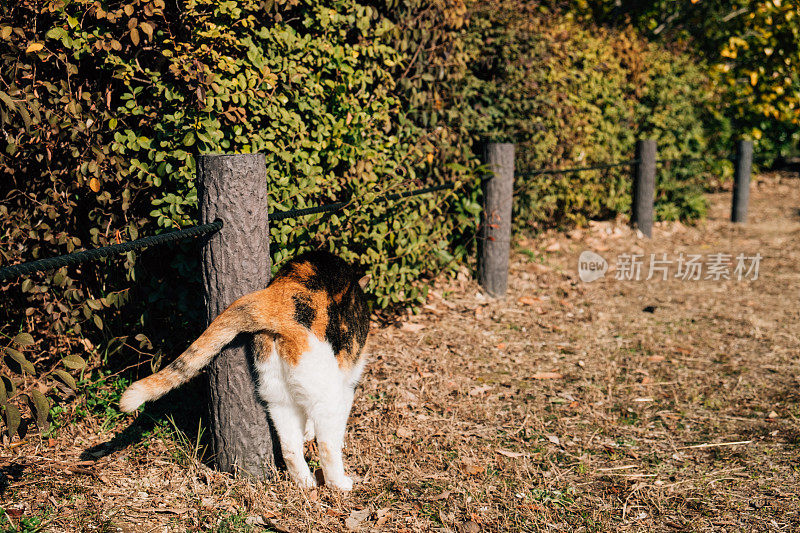 树篱和印花布猫