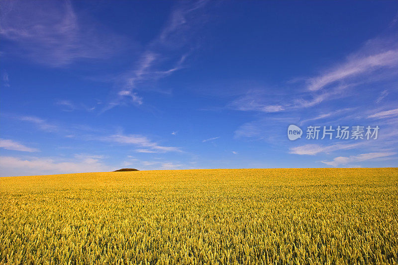 麦田