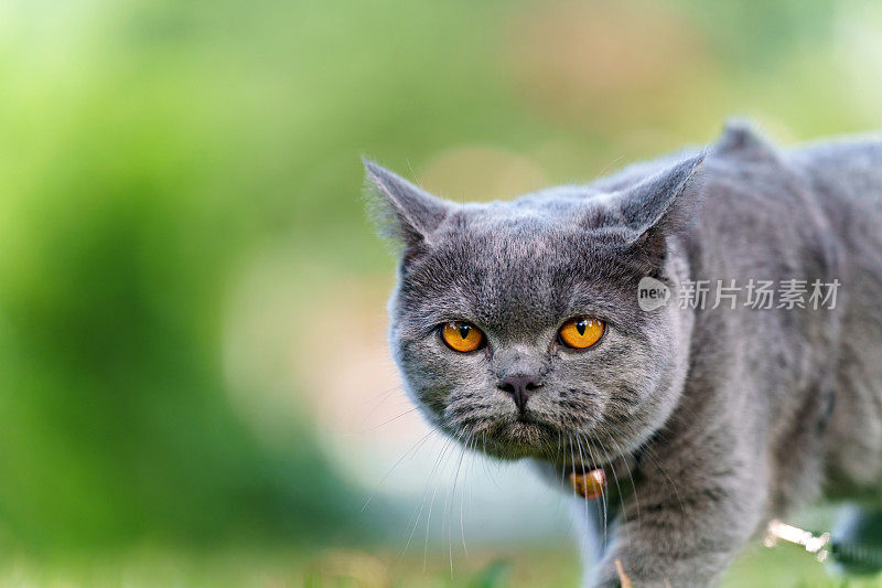 一只可爱的灰猫在公园里安静而稳定地走着，看着前方，背景是模糊的绿色自然。