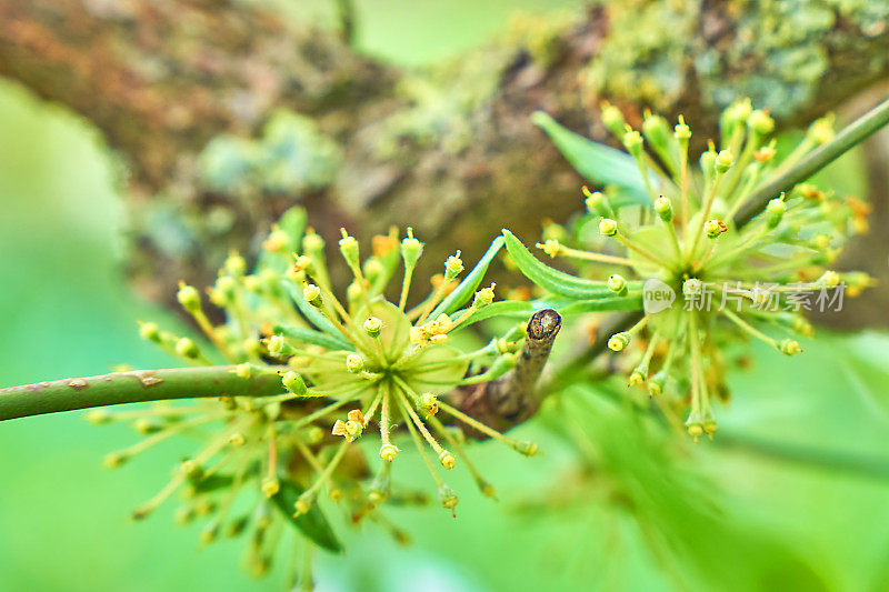 山茱萸Officinalis