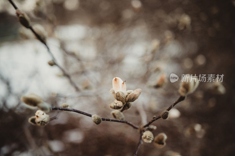 早春的花蕾在树上绽放，地上有雪