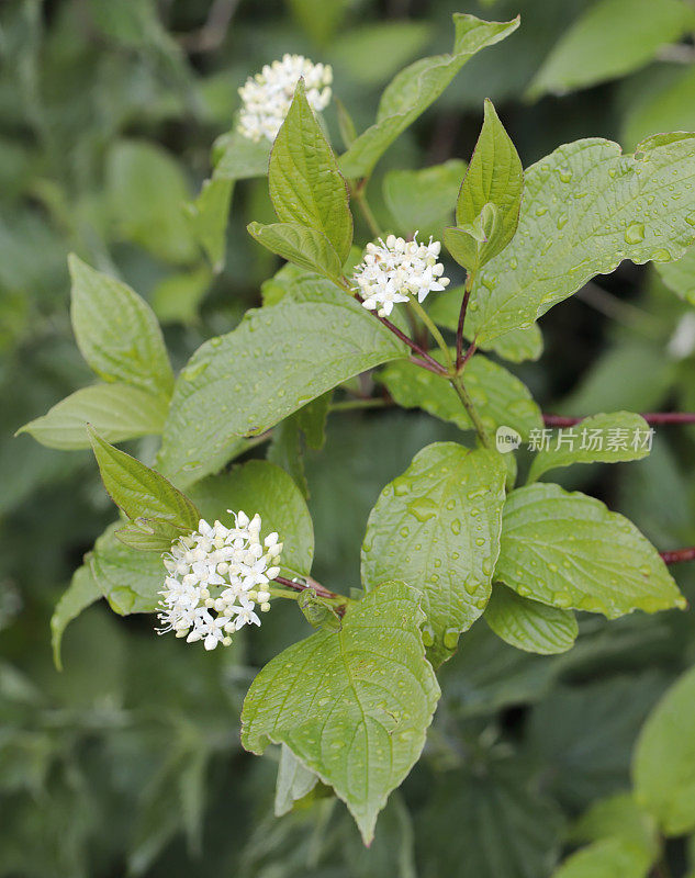 山茱萸(山茱萸)花