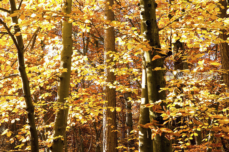 秋天的森林:黄叶闪闪发光