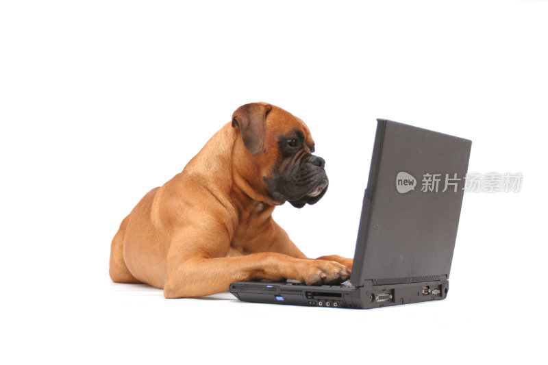 狗狗在笔记本电脑上工作