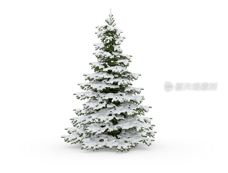 圣诞树孤立在白色与雪