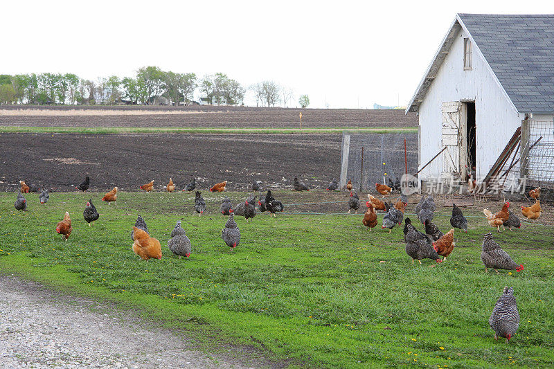 爱荷华农场的放养鸡