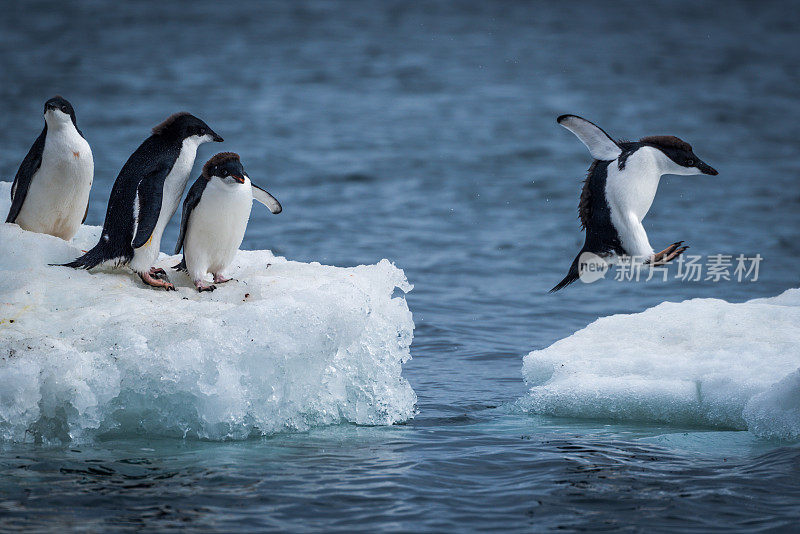 阿德利企鹅在两块浮冰之间跳跃