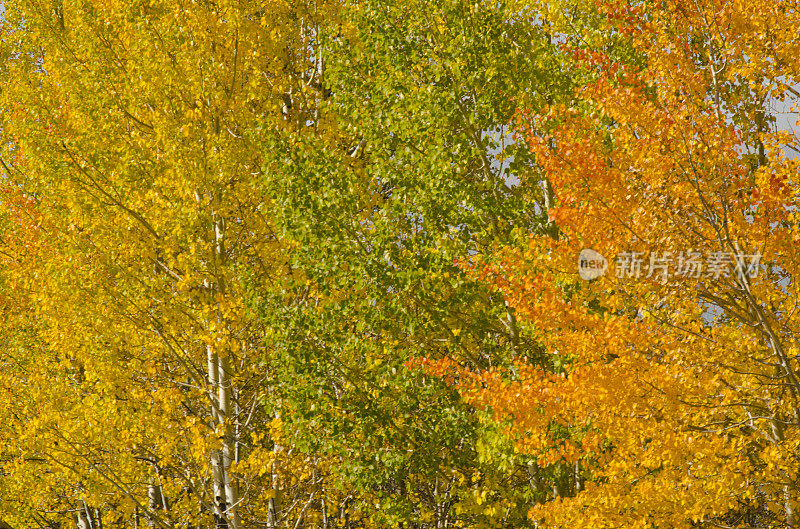 科罗拉多州秋天的色彩