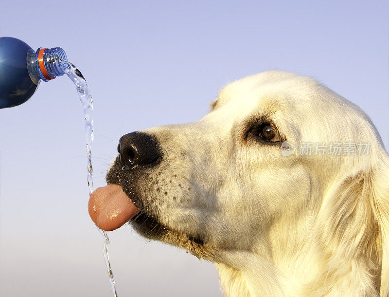 狗喝瓶子里的水