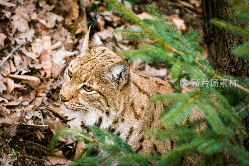 完美的伪装-森林里的猞猁