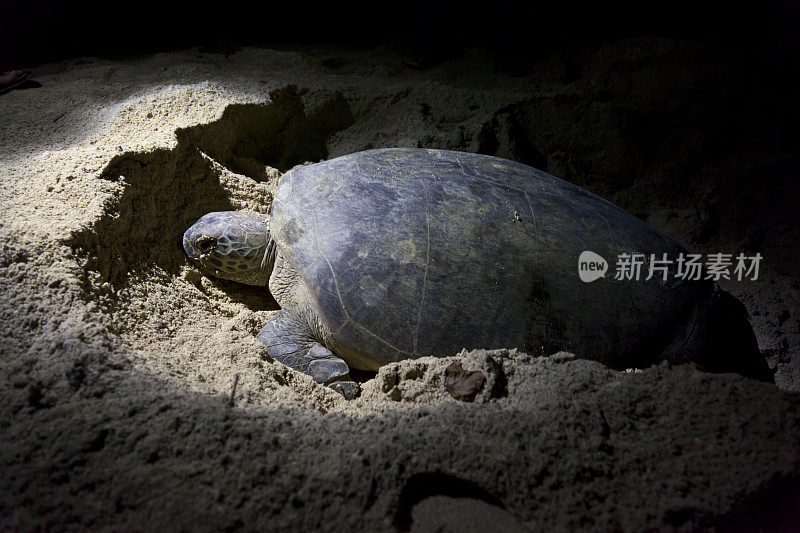 绿海龟晚上在海滩上产卵