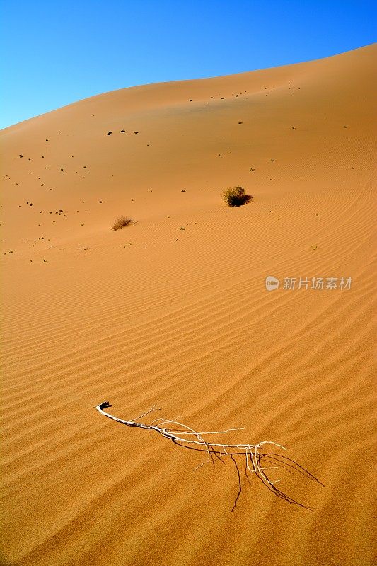 内蒙古巴丹吉林沙漠干枝