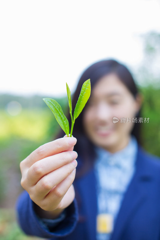 手捧绿茶叶