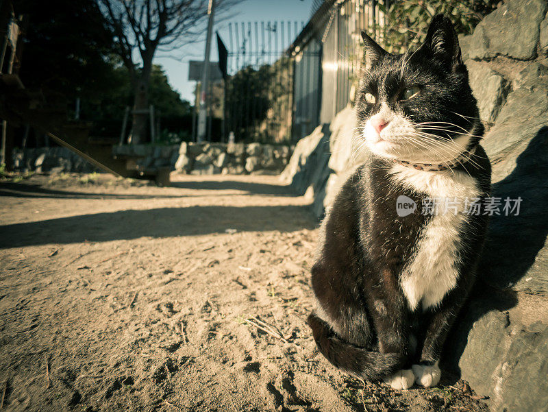 只流浪猫