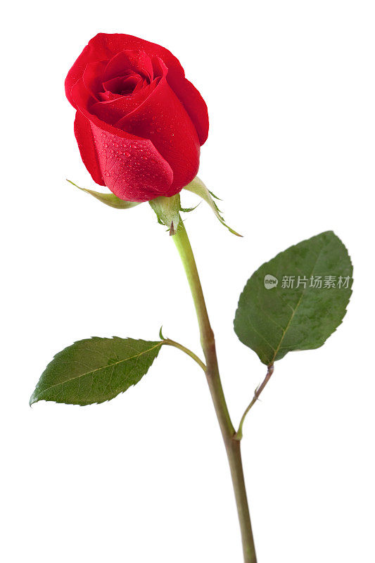 一个红玫瑰
