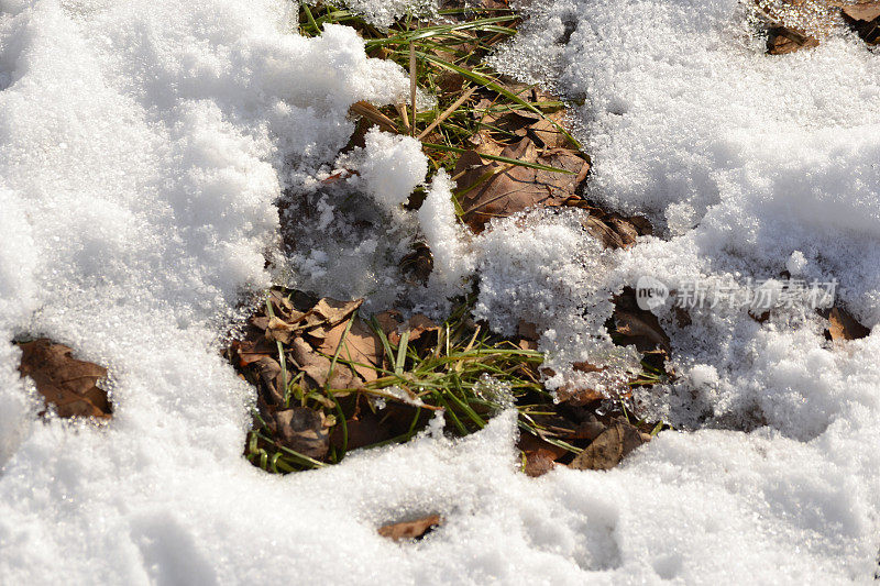 雪落在草地上，光秃秃的