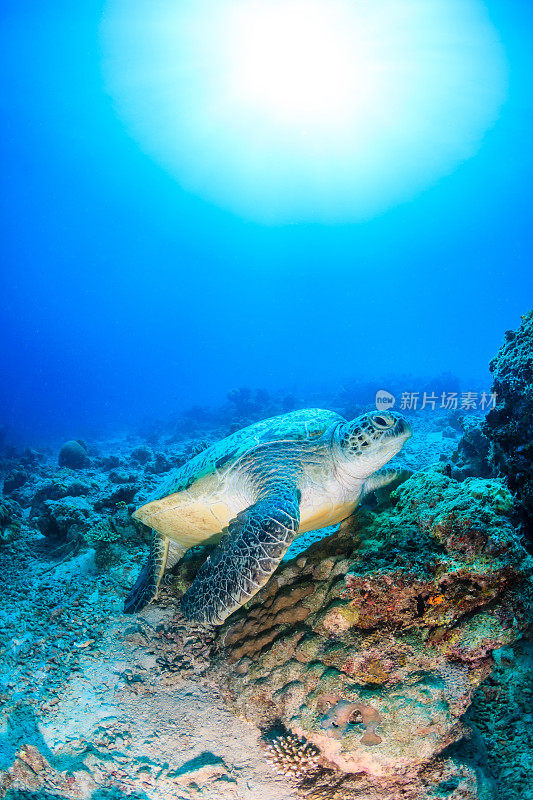 被破坏的珊瑚礁上的海龟