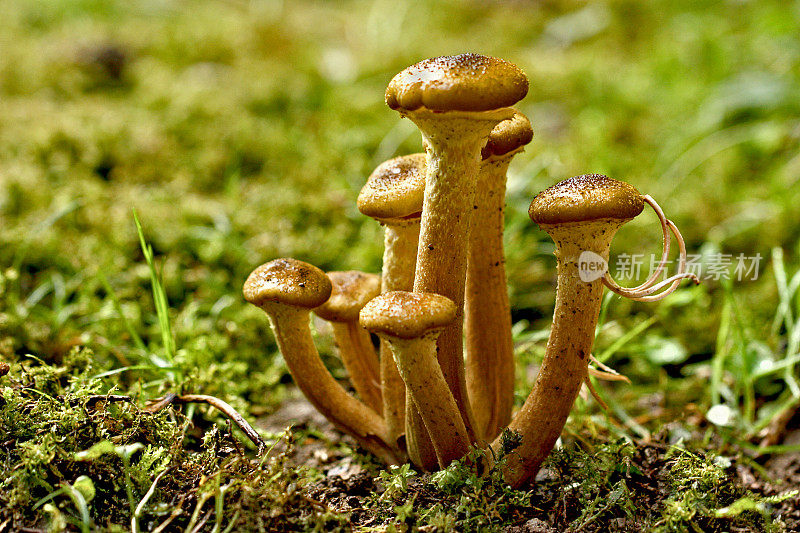 北方蜜环菌-森林蘑菇