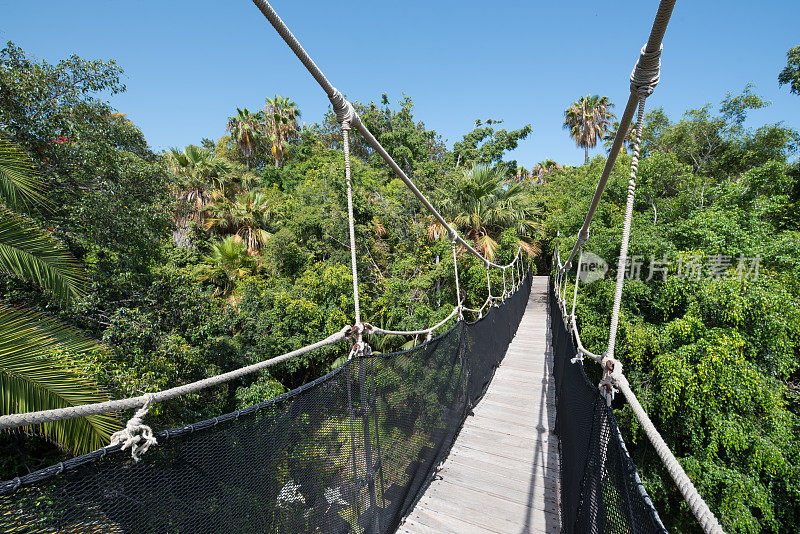 热带森林上的吊桥
