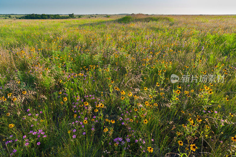 日落时的草地和野花，俄克拉荷马州