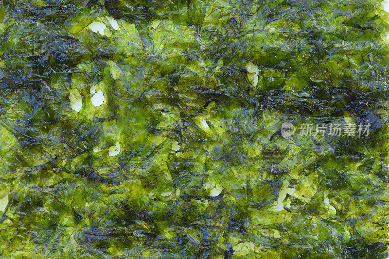 绿藻背景和纹理，干藻食品背景